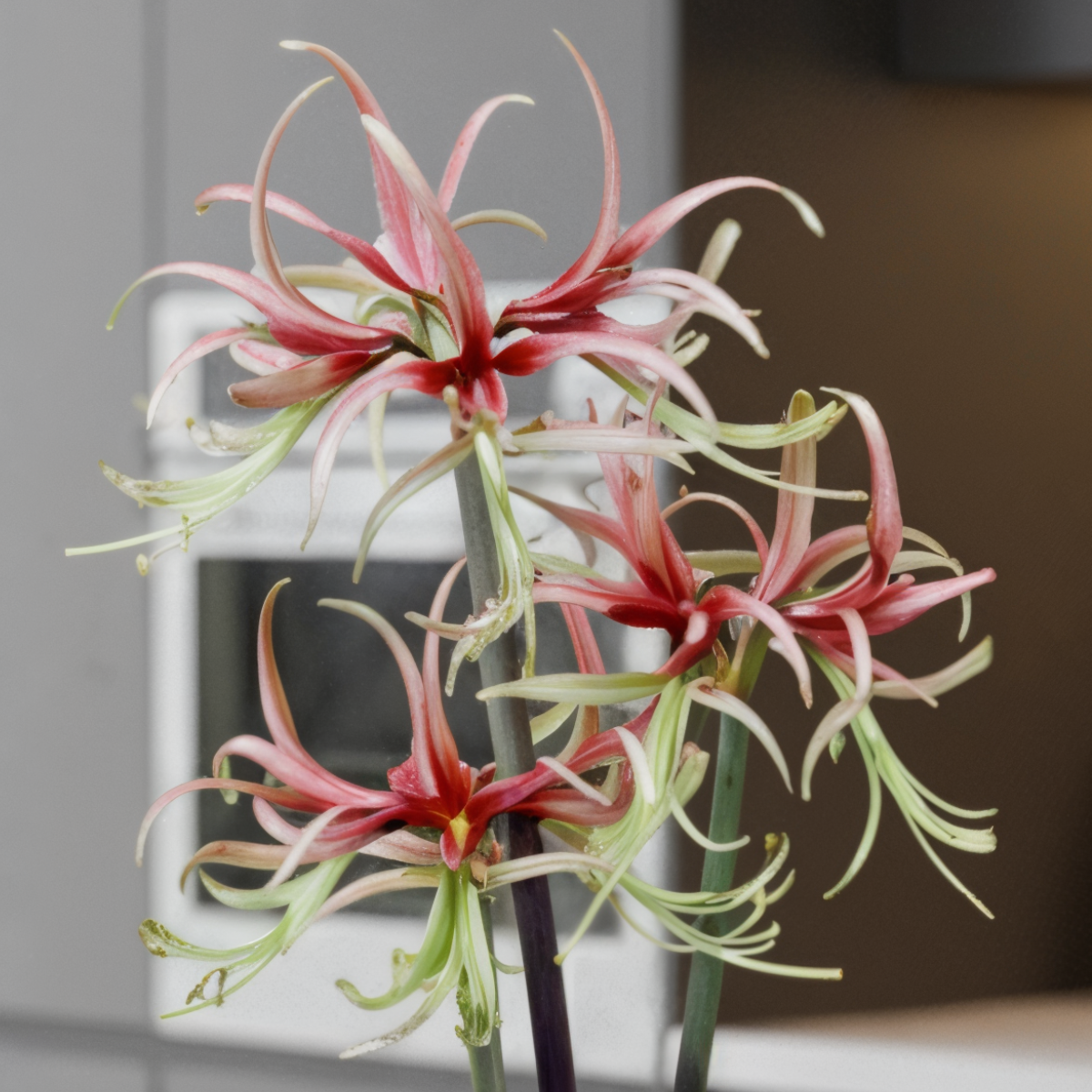 Amaryllis (hippeastrum) chico