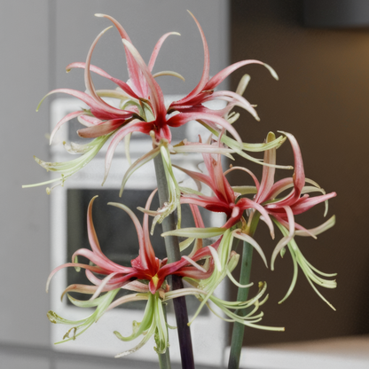 Amaryllis (hippeastrum) chico