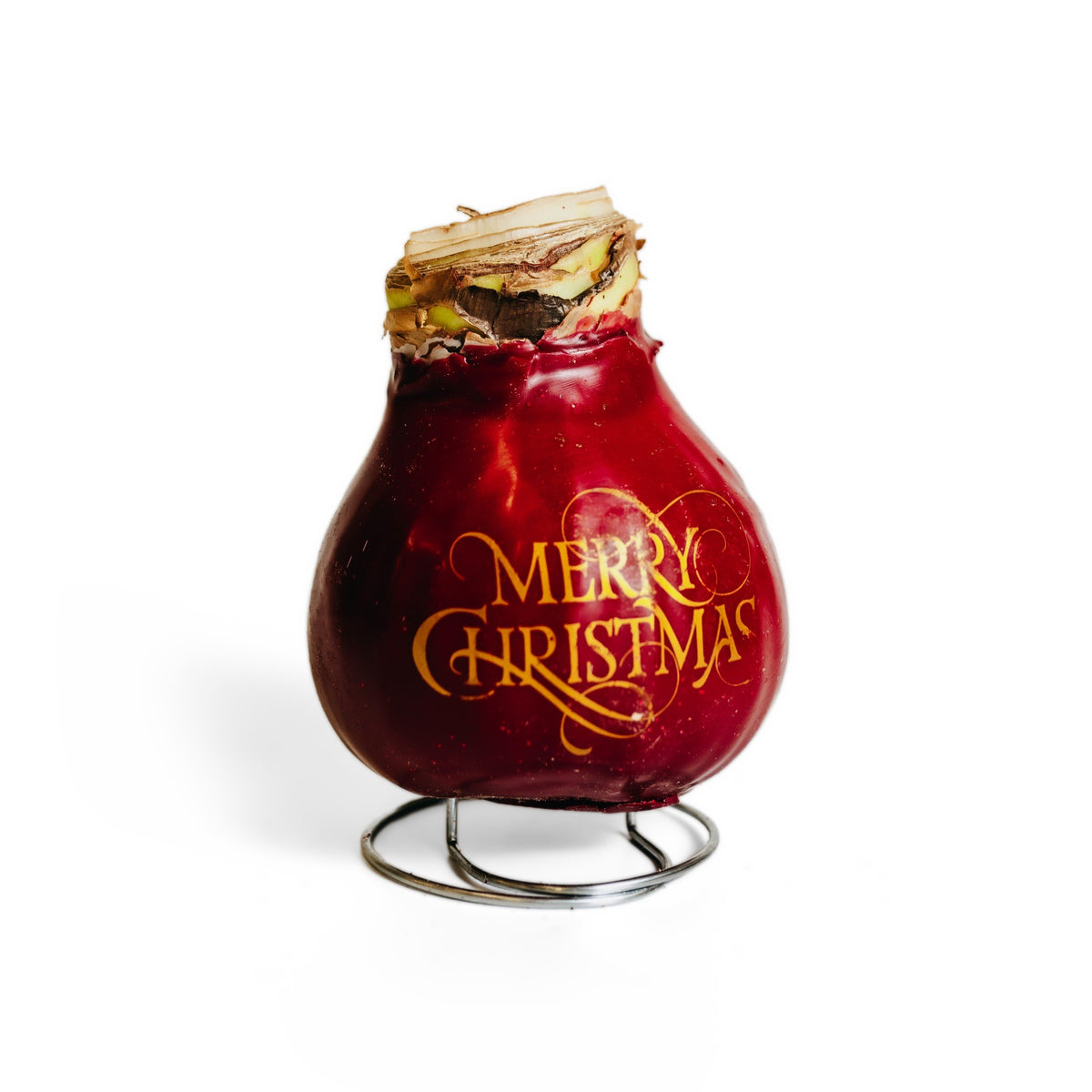 Wax Amaryllis Merry Christmas – 2 Bulbs