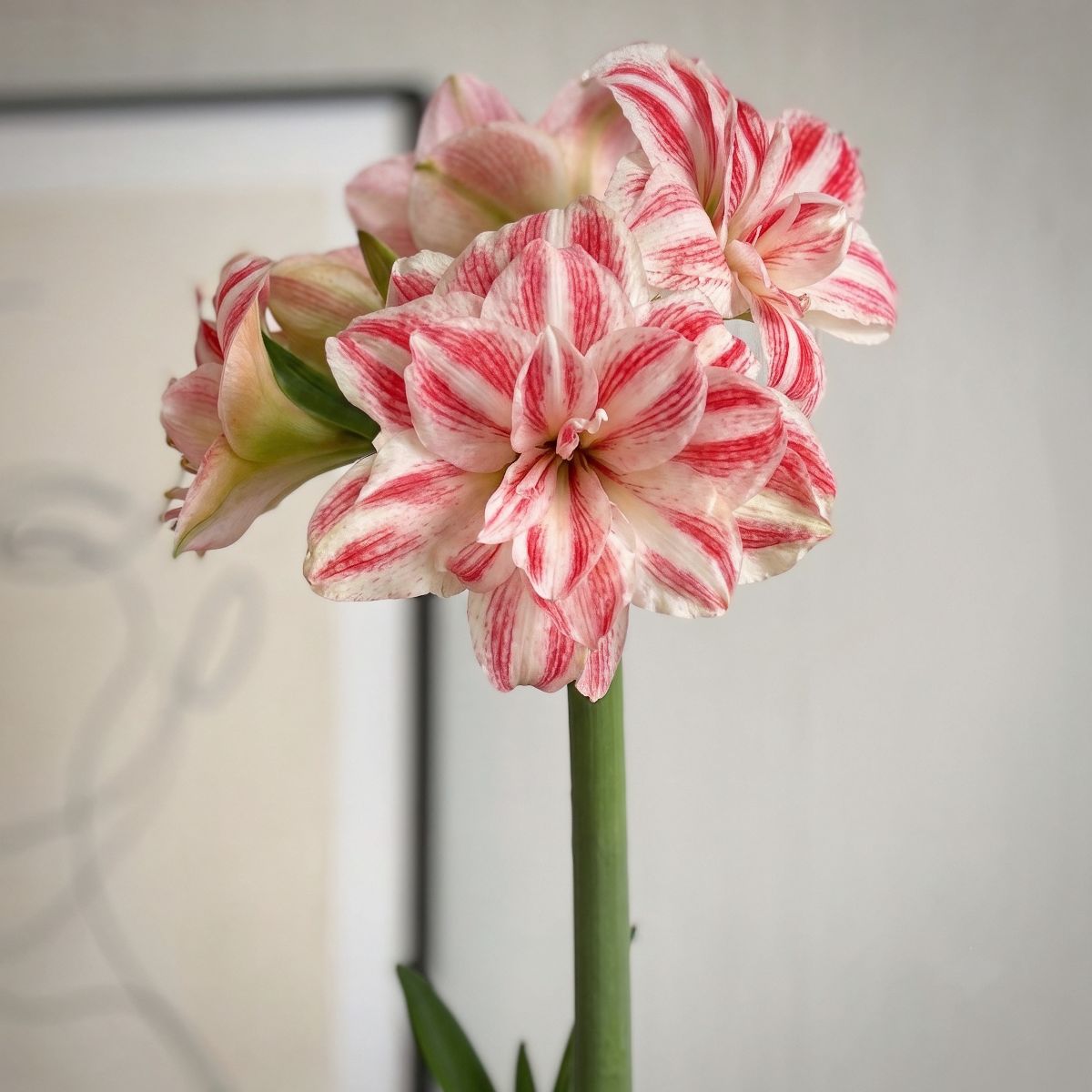 Amazing Belle amaryllis (Hippeastrum) in bloom