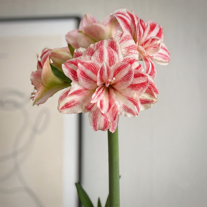 Amazing Belle amaryllis (Hippeastrum) in bloom