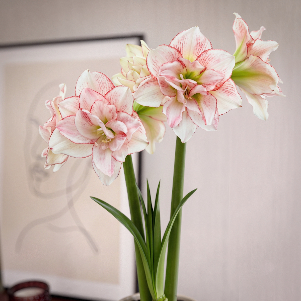 Amaryllis Striped Amadeus