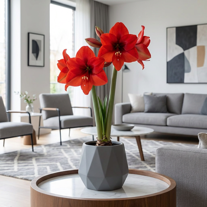 Amaryllis (Hippeastrum) Royal Dream
