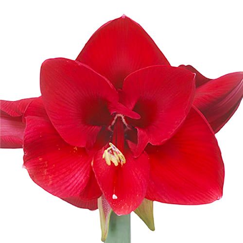 Amaryllis Baton Rouge Amarylia