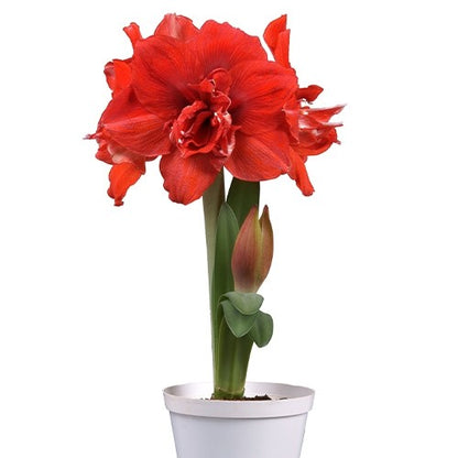 Amaryllis/Hippeastrum #28 Amarylia