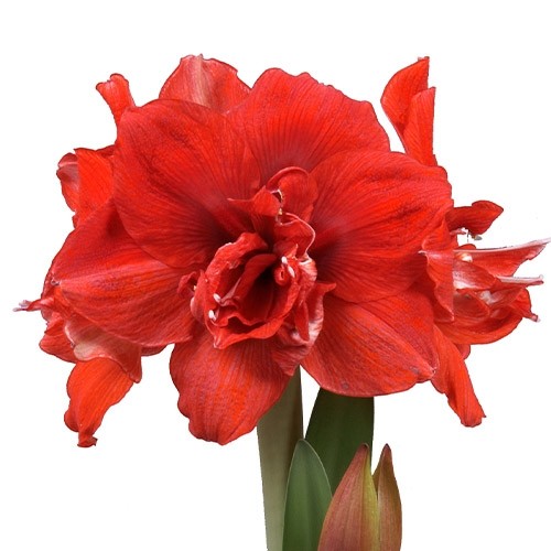 Amaryllis/Hippeastrum #28 Amarylia
