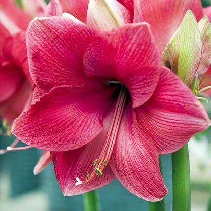 Amaryllis (Hippeastrum) Adele Amarylia