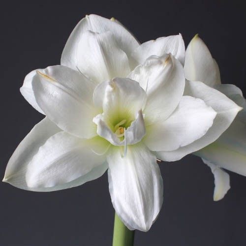 Amaryllis (Hippeastrum) Akiko Amarylia