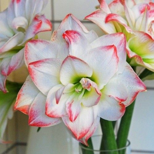 Amaryllis (Hippeastrum) Amadeus Candy Amarylia