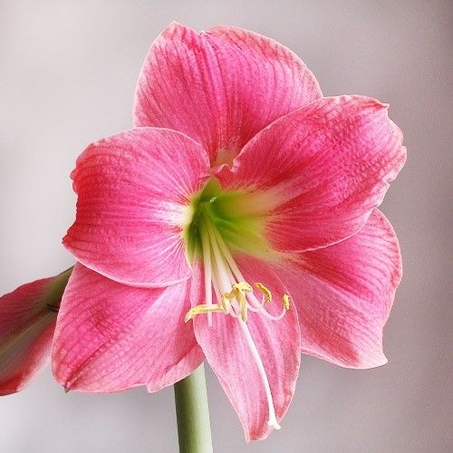 Amaryllis (Hippeastrum) Amalfi Amarylia