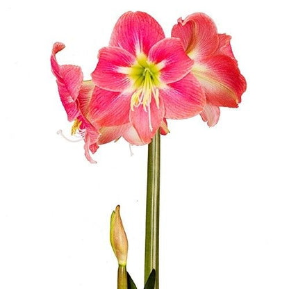 Amaryllis (Hippeastrum) Amalfi Amarylia