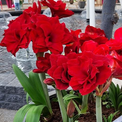 Amaryllis (Hippeastrum) Amarantia Amarylia