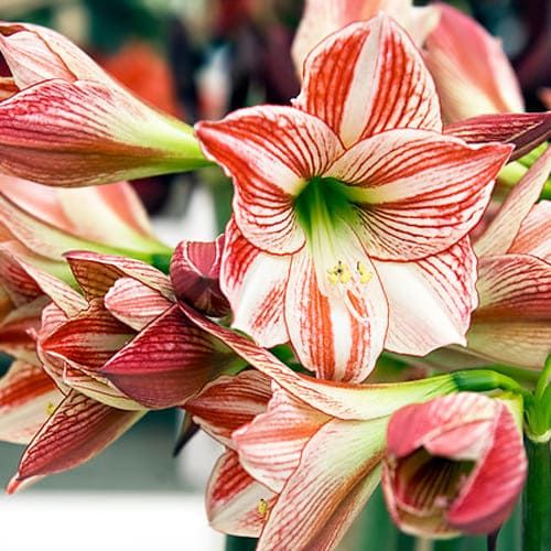 Amaryllis (Hippeastrum) Ambiance Amarylia