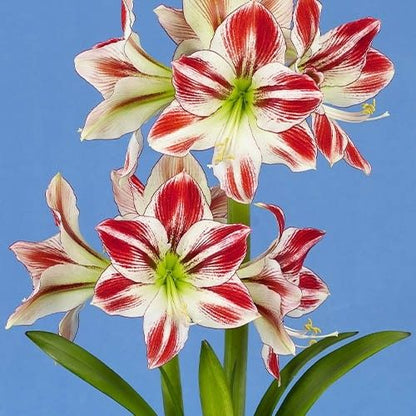 Amaryllis (Hippeastrum) Ambiance Amarylia