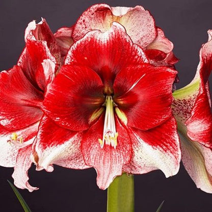 Amaryllis (Hippeastrum) American Dream Amarylia