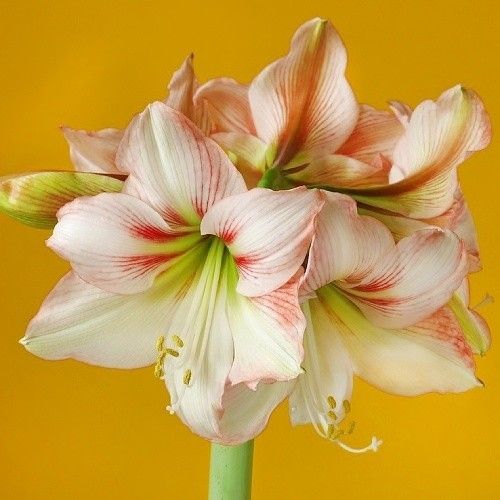 Amaryllis (Hippeastrum) Amore Amarylia