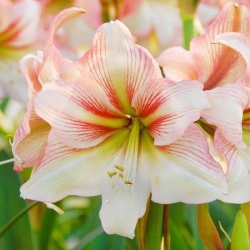 Amaryllis (Hippeastrum) Amore Amarylia