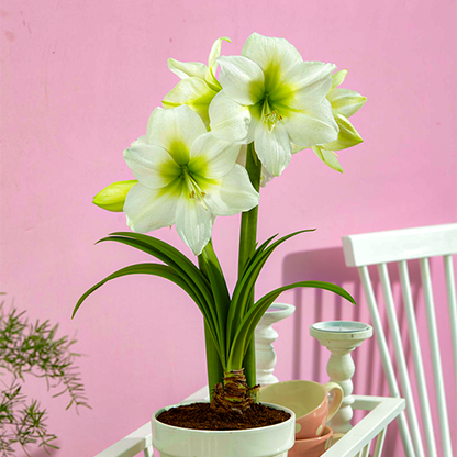 Amaryllis (Hippeastrum) Antartica Amarylia