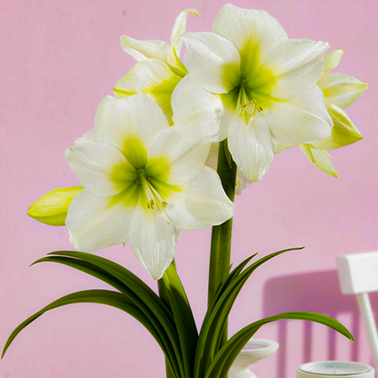 Amaryllis (Hippeastrum) Antartica Amarylia