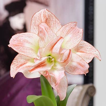 Amaryllis (Hippeastrum) Aphrodite Amarylia