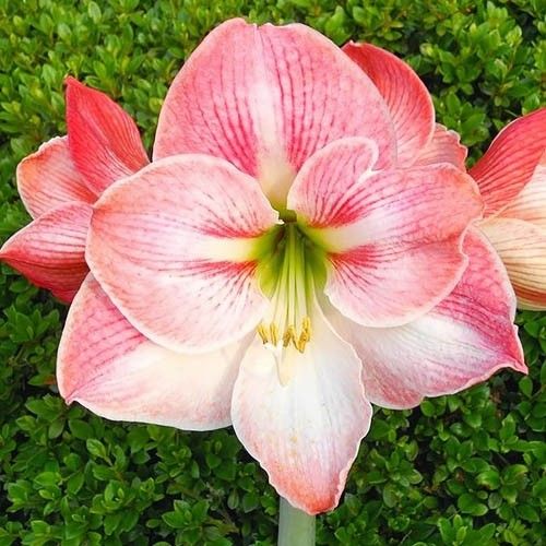 Amaryllis (Hippeastrum) Apple Blossom Amarylia