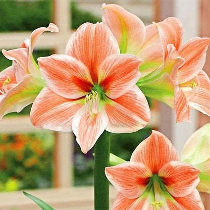 Amaryllis (Hippeastrum) Apricot Parfait Amarylia