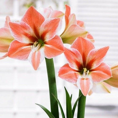 Amaryllis (Hippeastrum) Apricot Parfait Amarylia