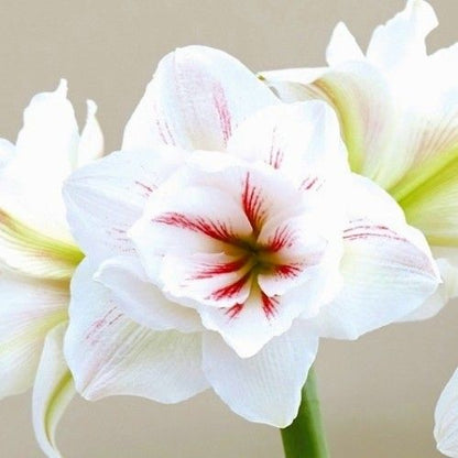 Amaryllis (Hippeastrum) Aquaro Amarylia