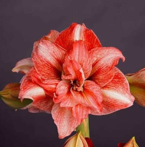 Amaryllis (Hippeastrum) Balance Amarylia