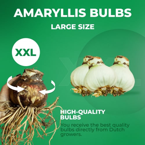 Amaryllis (Hippeastrum) Balance Amarylia