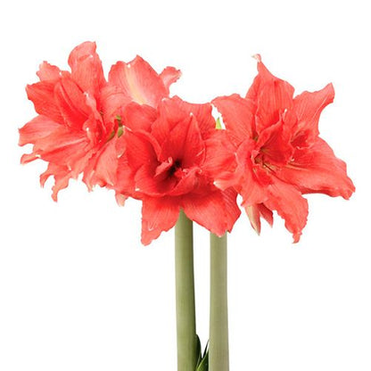 Amaryllis/Hippeastrum Ballerina Amarylia