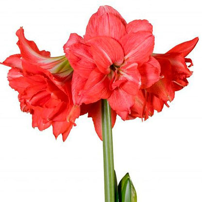 Amaryllis/Hippeastrum Ballerina Amarylia