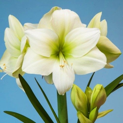 Amaryllis (Hippeastrum) Baltica Amarylia