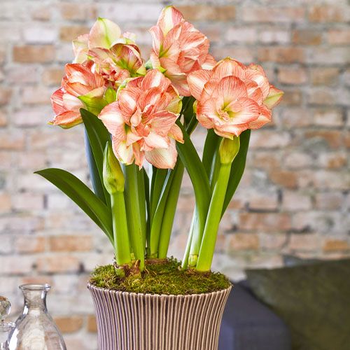 Amaryllis (Hippeastrum) Beautifull Emotion Amarylia