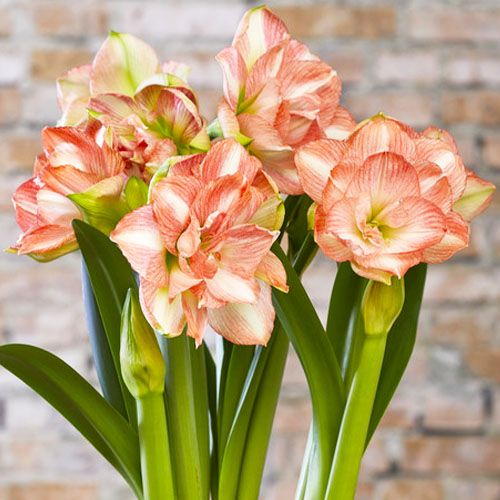 Amaryllis (Hippeastrum) Beautifull Emotion Amarylia