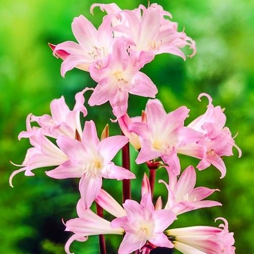 Belladonna amaryllis (Hippeastrum) with single pink flowers