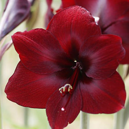 Amaryllis (Hippeastrum) Benfica Amarylia