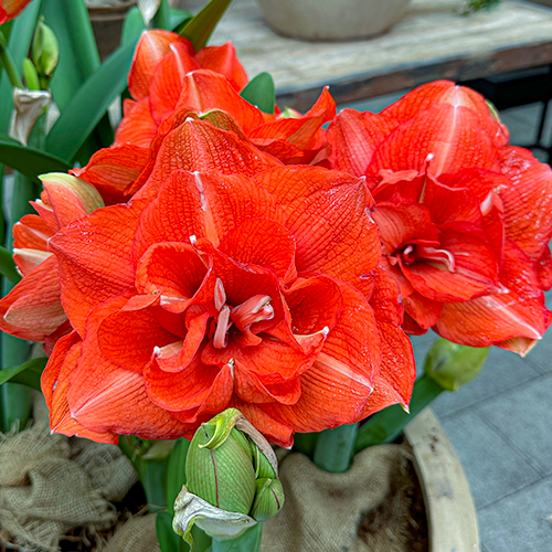 Amaryllis (Hippeastrum) Benito Amarylia