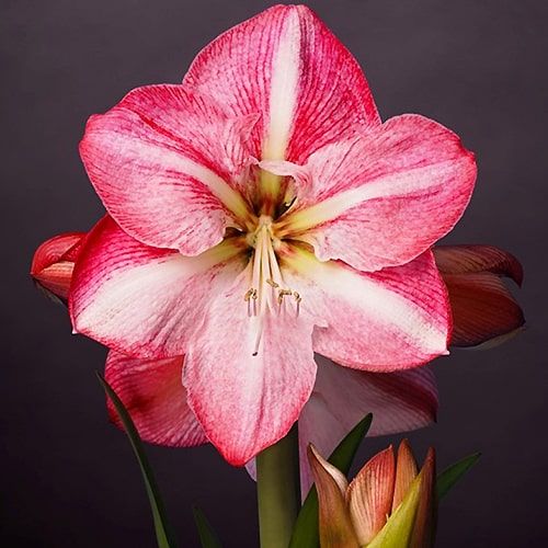 Amaryllis (Hippeastrum) Blossom Grandise Amarylia