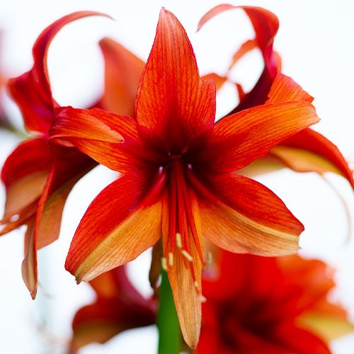 Amaryllis (Hippeastrum) Bogota Amarylia