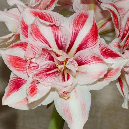 Amaryllis (Hippeastrum) Bright Nymph Amarylia