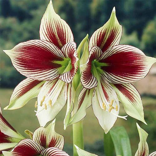 Amaryllis (Hippeastrum) Butterfly Amarylia