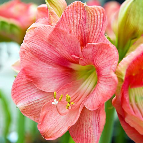 Amaryllis (Hippeastrum) Candy Floss Amarylia