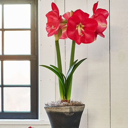 Amaryllis (Hippeastrum) Candy Queen Amarylia