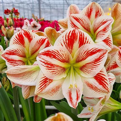 Amaryllis (Hippeastrum) Caramba Amarylia