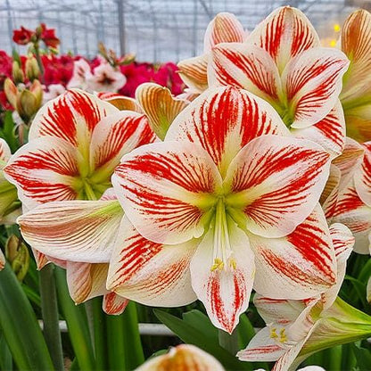 Amaryllis (Hippeastrum) Caramba Amarylia