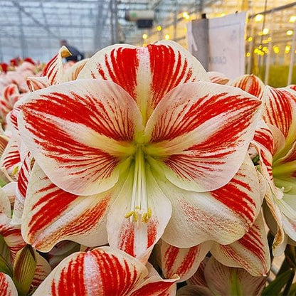 Amaryllis (Hippeastrum) Caramba Amarylia