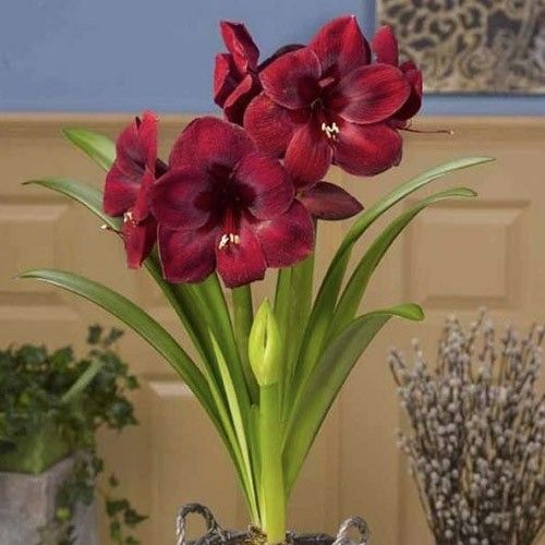 Amaryllis (Hippeastrum) Carmen Amarylia