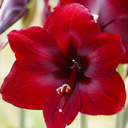 Amaryllis (Hippeastrum) Carmen Amarylia