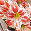 Amaryllis (Hippeastrum) Carnival Amarylia